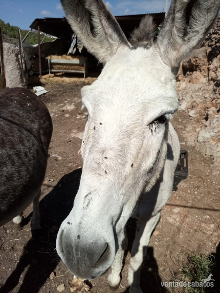 Venta de 2 burras