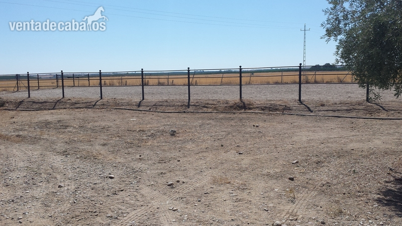 PRECIOSA FINCA ECUESTRE DE 8,5 HA EN CORDOBA