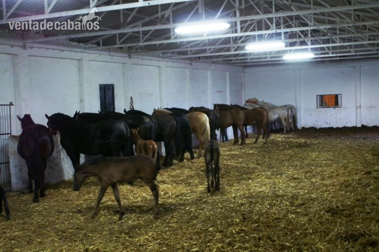 PALMA DEL RIO PRECIOSA FINCA ECUESTRE DE 8,5 HA EN CORDOBA