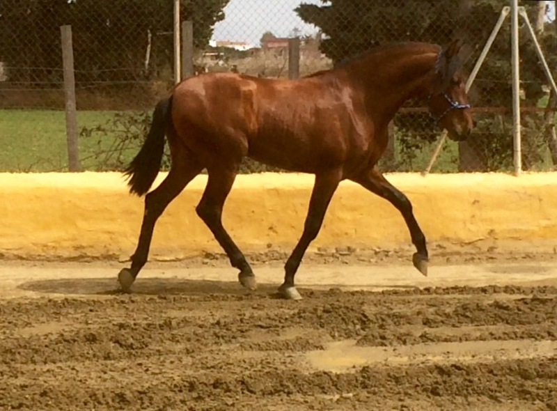 Caballos Pura Raza Española (P.R.E.) Pura Raza Española - Potros castaños pre 