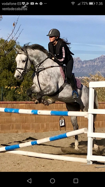 Caballo de deporte arabe-holstein 9 años in 