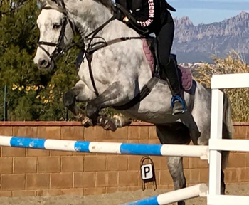 Caballo de deporte arabe-holstein 9 años