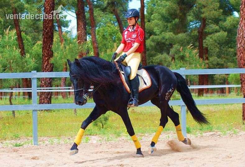 9YO SUPERKIND AND HANDSOME BLACK PRE, AVAILABLE FOR ANY RIDER, PIRO FREE, CLEAR XRAYS...