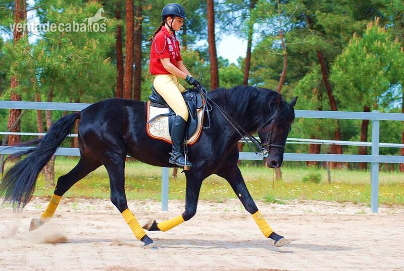  9YO SUPERKIND AND HANDSOME BLACK PRE, AVAILABLE FOR ANY RIDER, PIRO FREE, CLEAR XRAYS...