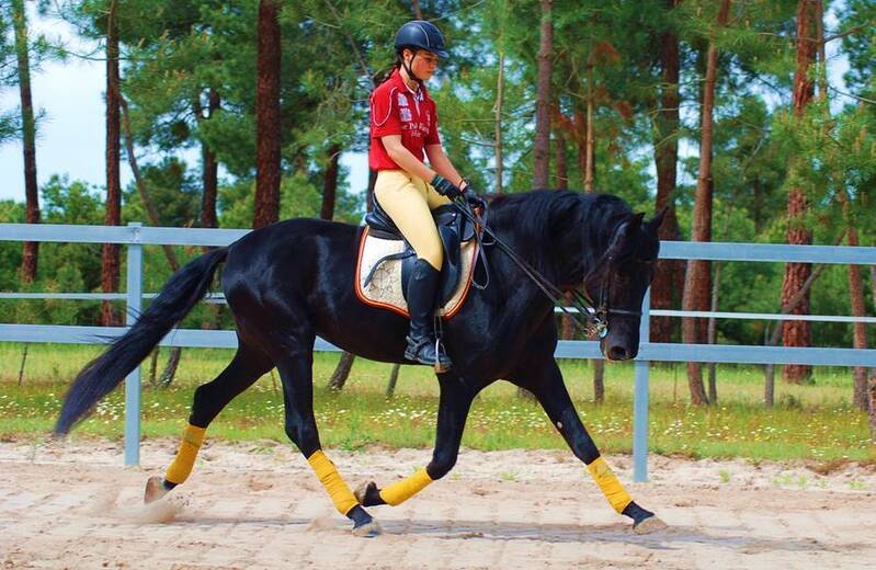9YO SUPERKIND AND HANDSOME BLACK PRE, AVAILABLE FOR ANY RIDER, PIRO FREE, CLEAR XRAYS... - Caballos Pura Raza Española (P.R.E.) in 