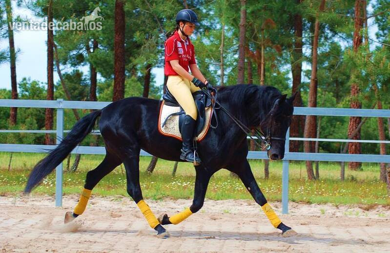 9YO SUPERKIND AND HANDSOME BLACK PRE, AVAILABLE FOR ANY RIDER, PIRO FREE, CLEAR XRAYS... - Caballos Pura Raza Española (P.R.E.) in 