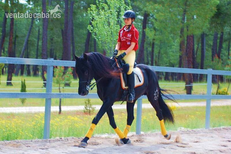 9YO SUPERKIND AND HANDSOME BLACK PRE, AVAILABLE FOR ANY RIDER, PIRO FREE, CLEAR XRAYS... - Caballos Pura Raza Española (P.R.E.)
