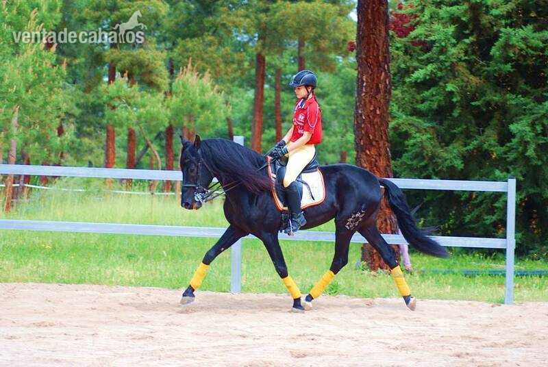 9YO SUPERKIND AND HANDSOME BLACK PRE, AVAILABLE FOR ANY RIDER, PIRO FREE, CLEAR XRAYS... 