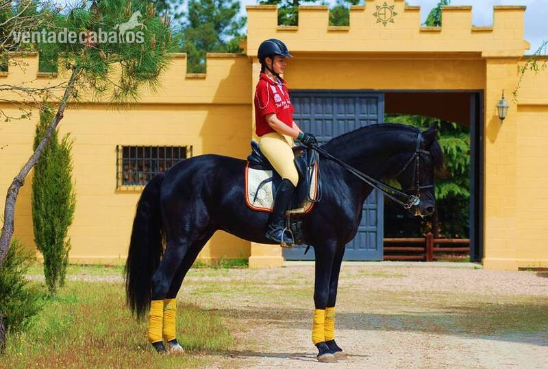 9YO SUPERKIND AND HANDSOME BLACK PRE, AVAILABLE FOR ANY RIDER, PIRO FREE, CLEAR XRAYS... in 