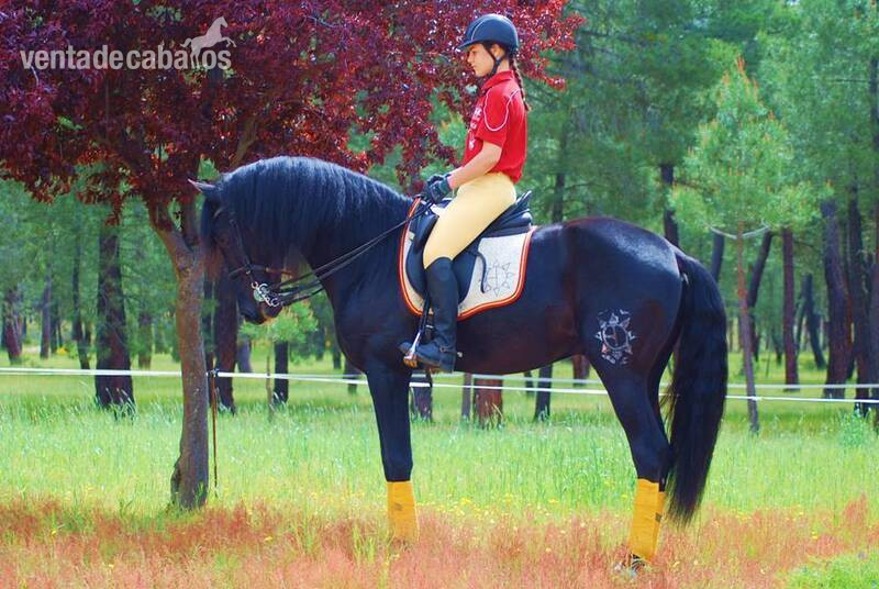 Caballos Pura Raza Española (P.R.E.) Pura Raza Española - 9YO SUPERKIND AND HANDSOME BLACK PRE, AVAILABLE FOR ANY RIDER, PIRO FREE, CLEAR XRAYS...