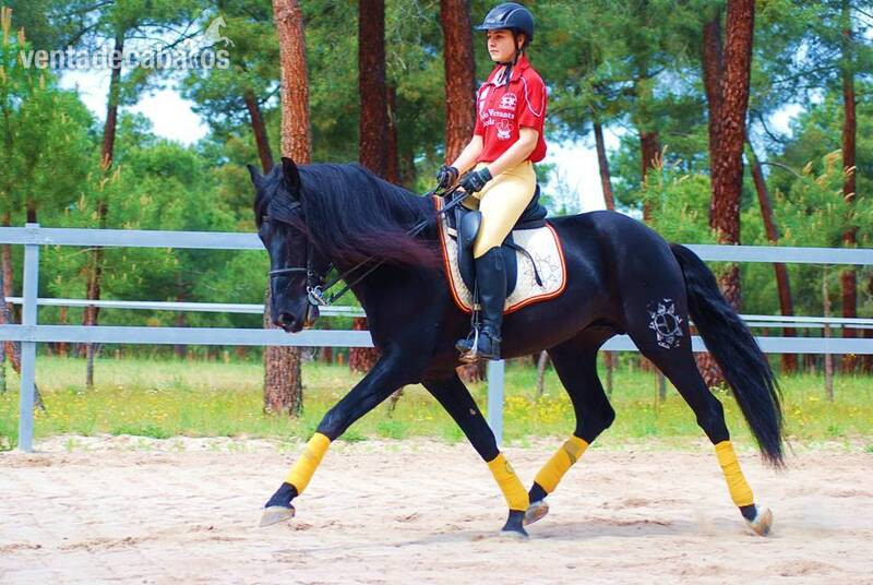 9YO SUPERKIND AND HANDSOME BLACK PRE, AVAILABLE FOR ANY RIDER, PIRO FREE, CLEAR XRAYS... - Caballos Pura Raza Española (P.R.E.) Pura Raza Española