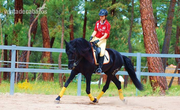 9YO SUPERKIND AND HANDSOME BLACK PRE, AVAILABLE FOR ANY RIDER, PIRO FREE, CLEAR XRAYS... - Pura Raza Española