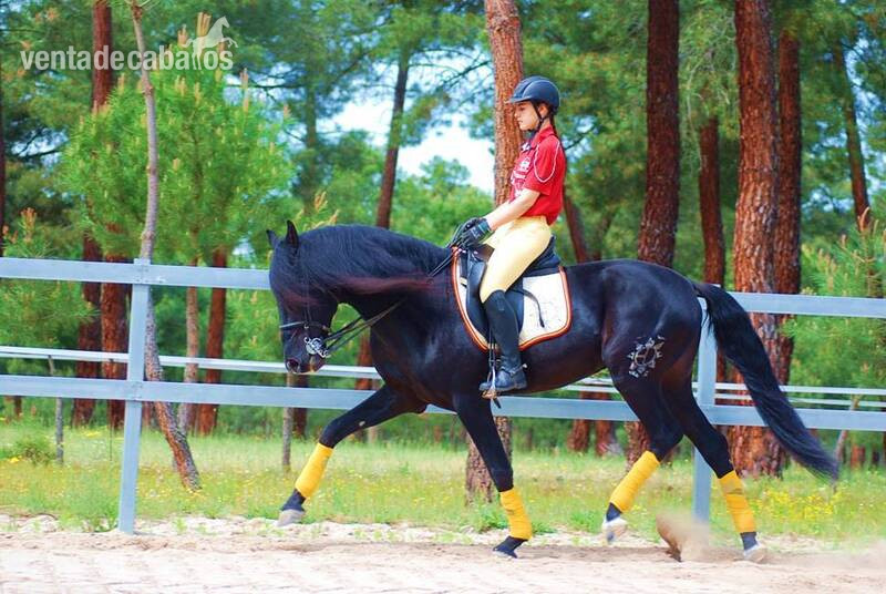 9YO SUPERKIND AND HANDSOME BLACK PRE, AVAILABLE FOR ANY RIDER, PIRO FREE, CLEAR XRAYS... - Caballos Pura Raza Española (P.R.E.)