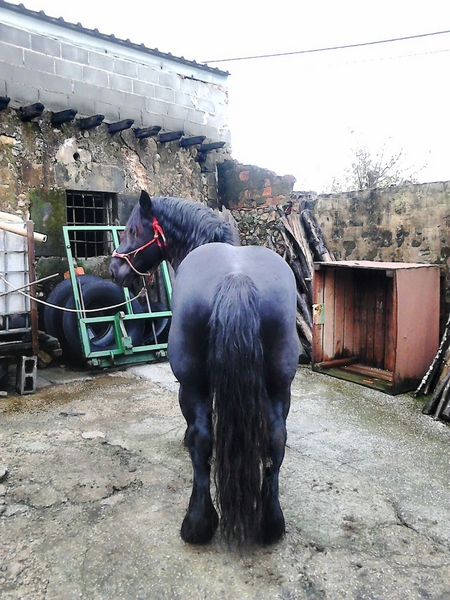 Hispano Bretón {TYPE}