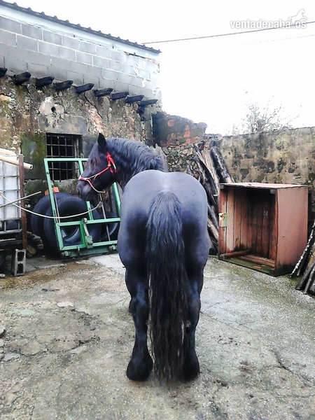 Hispano Bretón {TYPE}
