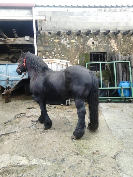 Caballos Enteros Hispano Bretón - VENDO HISPANO BRETON