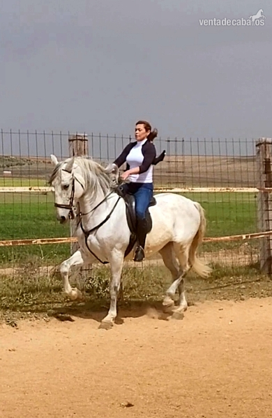 Caballos Pura Raza Española (P.R.E.) PRE  - Se vende caballo 