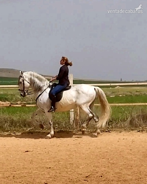 Se vende caballo  - PRE 