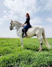 Se vende caballo 