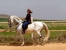 Se vende caballo