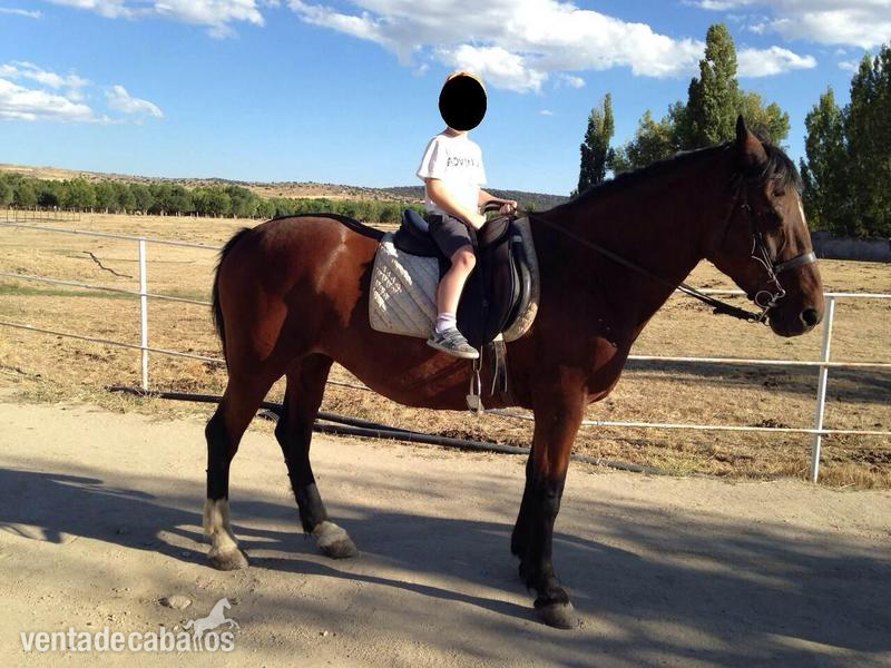 Cruzado {TYPE}