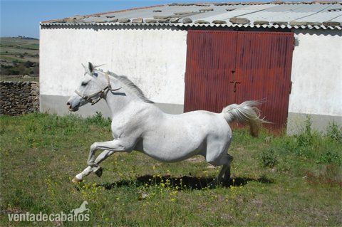  YEGUA ARABE Y POTRO HA BARATOS in 