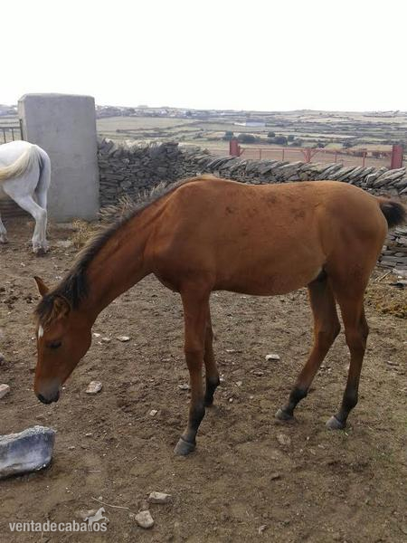  YEGUA ARABE Y POTRO HA BARATOS - Caballos Árabes Arabe