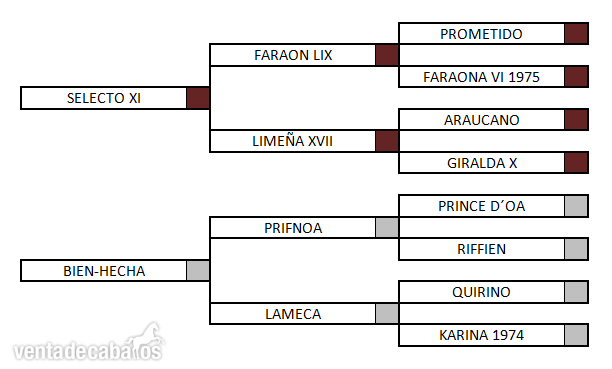  YEGUA ARABE Y POTRO HA BARATOS - Arabe