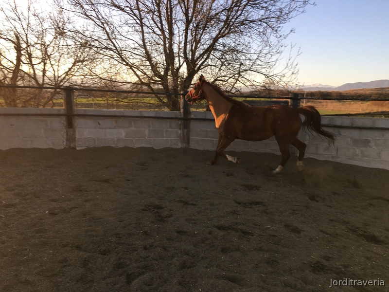 Super caballo de RAID arabe in 