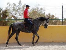 Yegua Pura Raza Española  / CUBANITA JL