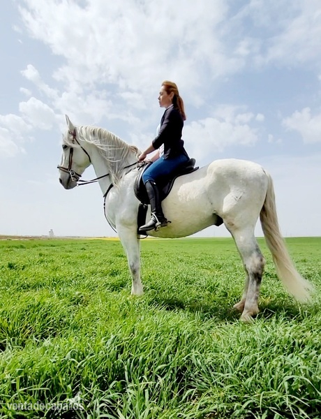 Se vende caballo  in 
