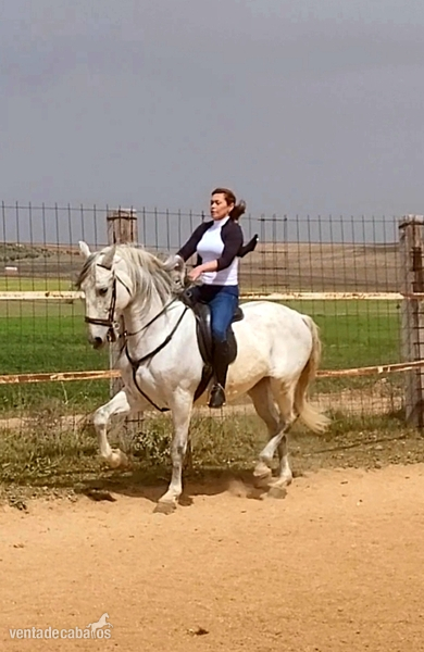 Caballos Pura Raza Española (P.R.E.) PRE  - Se vende caballo 