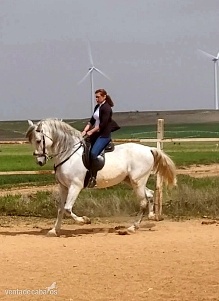 Se vende caballo  - Caballos Pura Raza Española (P.R.E.) PRE 