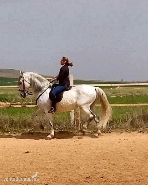 Se vende caballo  - PRE 