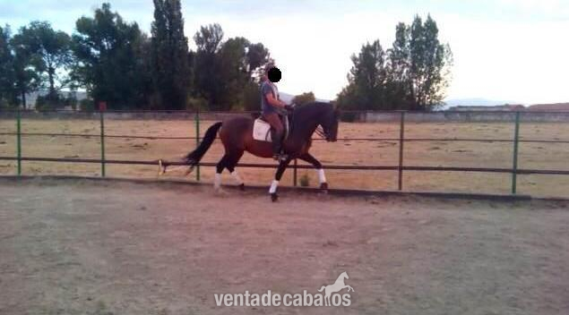 Caballo pre de doma, para principiantes in 