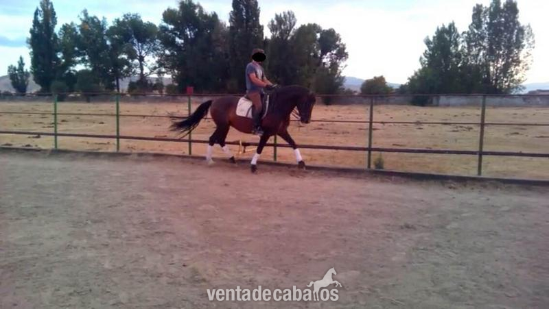 Pura Raza Española
