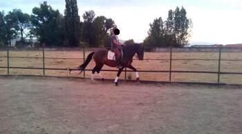 Caballo pre de doma, para principiantes