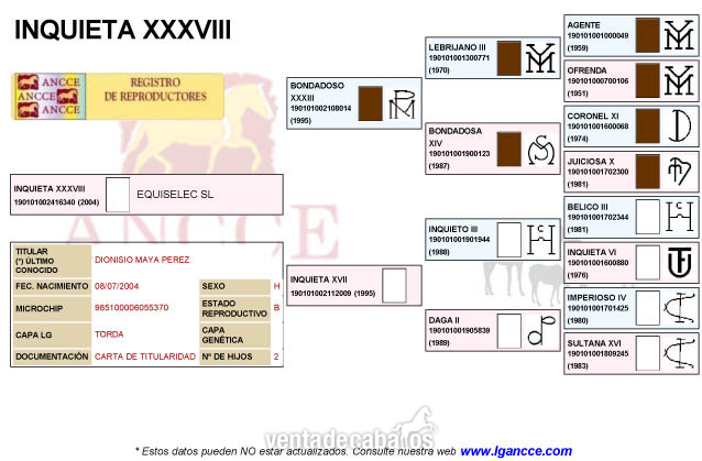 Caballos Pura Raza Española (P.R.E.) Pura Raza Española -  YEGUA PRE Y POTRA PRE BARATAS