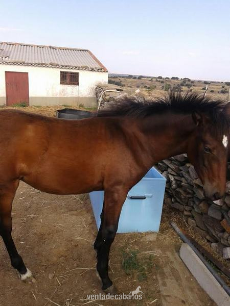  YEGUA PRE Y POTRA PRE BARATAS - Caballos Pura Raza Española (P.R.E.) Pura Raza Española