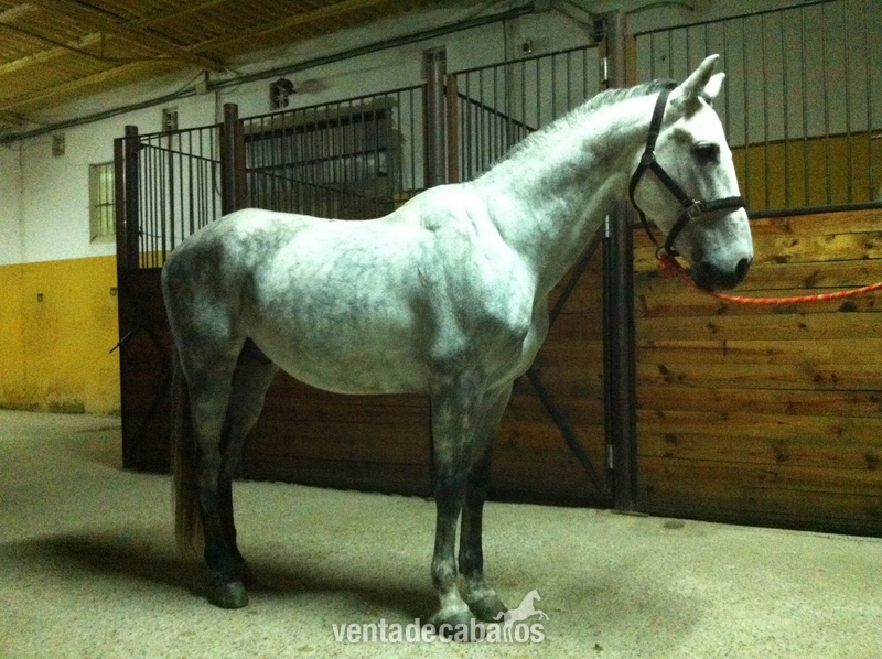 Caballo P.R.E. ideal para niños in 