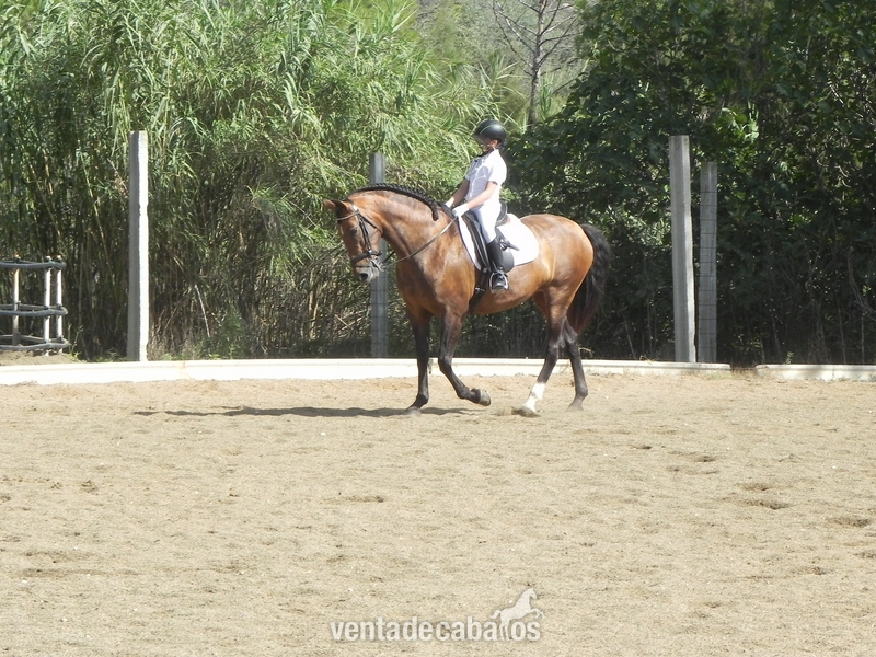 VENDO YEGUA DOMA CLASICA in 