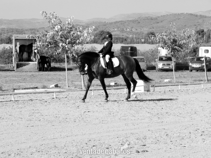 Caballos Pura Raza Española (P.R.E.) Pura Raza Española - VENDO YEGUA DOMA CLASICA