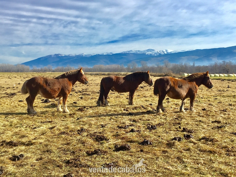 Grupo de 8 yeguas, 1 caballo y 3 potros in 