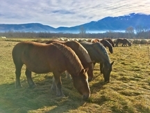 Grupo de 8 yeguas, 1 caballo y 3 potros