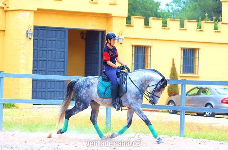  9YO PRE, TOP QUALITY MOVER, EXCELLENT CHARACTER…CLEAR XRAYS, PIRO FREE
