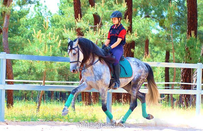9YO PRE, TOP QUALITY MOVER, EXCELLENT CHARACTER…CLEAR XRAYS, PIRO FREE - Caballos Pura Raza Española (P.R.E.) in 