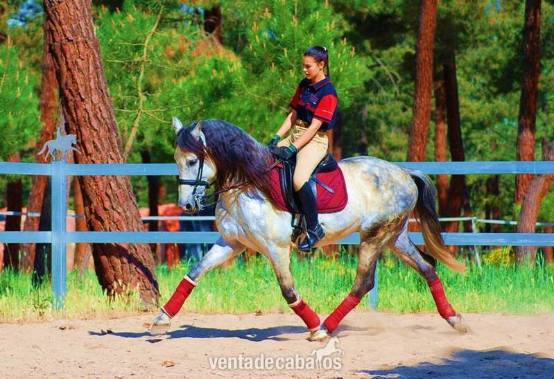 9YO PRE, TOP QUALITY MOVER, EXCELLENT CHARACTER…CLEAR XRAYS, PIRO FREE in 