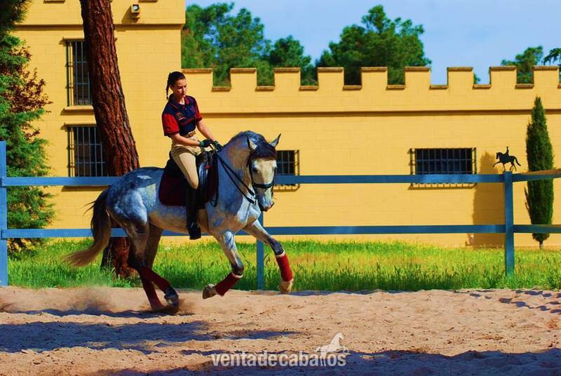 Pura Raza Española {TYPE}