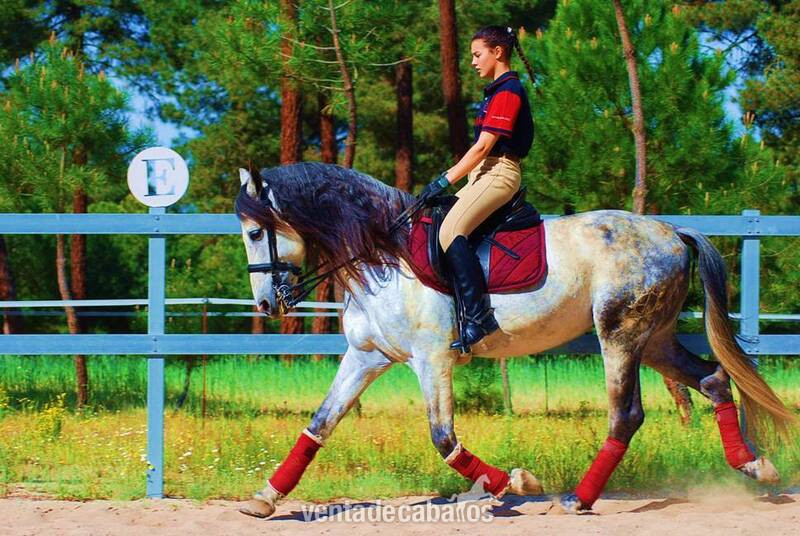 Caballos Pura Raza Española (P.R.E.) Pura Raza Española - 9YO PRE, TOP QUALITY MOVER, EXCELLENT CHARACTER…CLEAR XRAYS, PIRO FREE