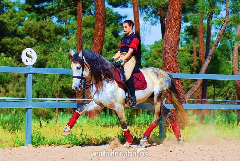 9YO PRE, TOP QUALITY MOVER, EXCELLENT CHARACTER…CLEAR XRAYS, PIRO FREE - Caballos Pura Raza Española (P.R.E.) Pura Raza Española
